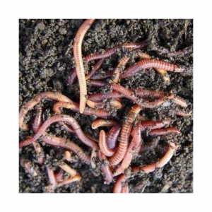 LOMBRIZ ROJA DE CALIFORNIA – NÚCLEO 500 UDS